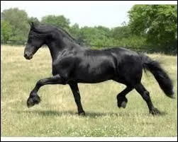 Le galop est une allure  :