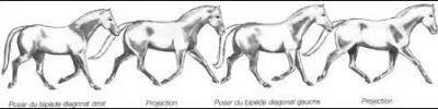 Le mcanisme du trot est :