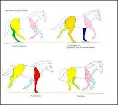 Le mcanisme du galop  droite est :