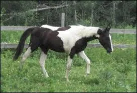 La vitesse au pas est pour un cheval d'environ :