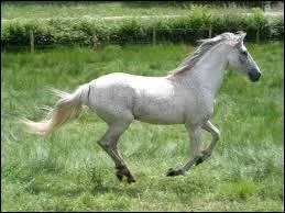 La vitesse au galop est pour un cheval d'environ :