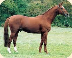 Quiz Galop 3