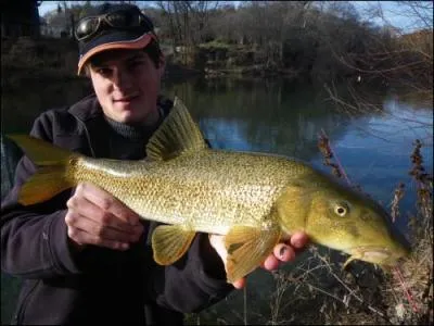 Qu'il soit de fleuve ou de montagne, c'est un puissant combattant, que l'on remet la plupart du temps  l'eau, il ne rsistera pas  un hameon esch d'un morceau de fromage, il en raffole !