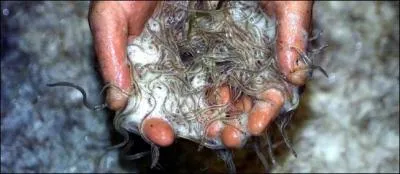 Petit poisson deviendra grand, celui-ci est si pris qu'il entrane une diminution dramatique des effectifs, et un braconnage effrn !