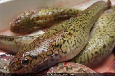 Ce poisson est trs mconnu, y compris de la majorit des pcheurs, il fut un temps o il figurait sur la table des seigneurs et des rois !