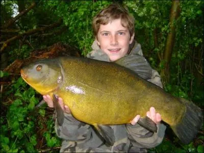 Poisson dont nos anciens prtendaient que le mucus la recouvrant soignait les autres poissons !