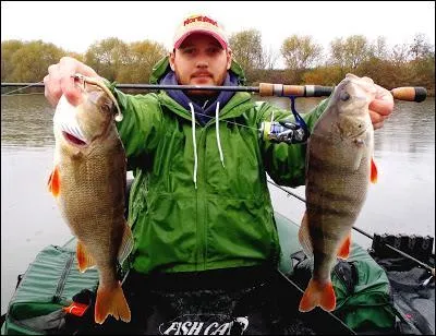On la qualifie de belle zbre, dans l'assiette, sa chair ne le cde en rien  celle du sandre !