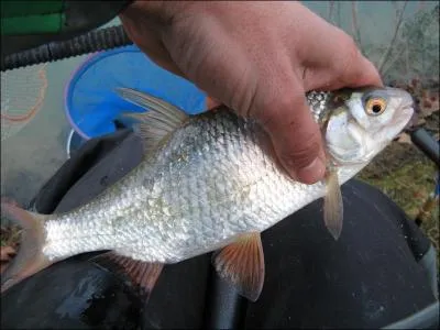 Que vous soyez prs de la frontire belge, italienne, suisse ou espagnole, il attendra le grain de bl ou l'asticot que vous lui prsenterez, trs apprci par les carnassiers et donc par les pcheurs !