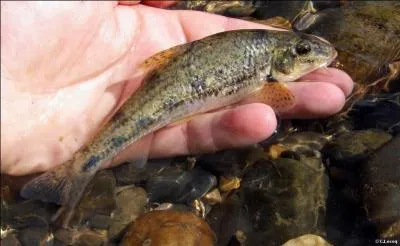 Quoi de plus agrable que de le pcher dans une petite rivire aux eaux claires, l't, les doigts de pieds remuant le sable du fond, avec un petit bout de ver ou un fifise !