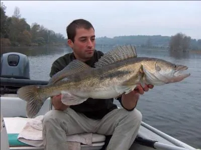 Les acharns de la tirette, du mort-mani ou de la plombe au vif le connaissent bien, dans l'assiette il fait l'unanimit, il a un cousin au Qubec, le dor !