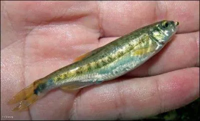 Parlez-en aux truites, elles en raffolent, il est d'ailleurs synonyme d'eau pure, l o il se trouve, vous pouvez boire l'eau de la rivire sans problme !