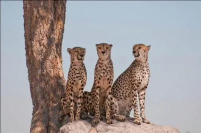 Un corps lanc, une petite tte, des griffes semi-rtractiles, il est bien vident que ces flins sont ...