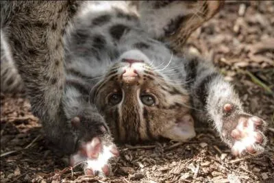 Il existe un chat sauvage d'Asie capable de chasser dans l'eau, en nageant !