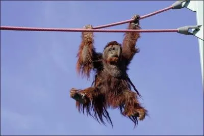 Quelle marque de pneumatique, dans un spot publicitaire, utilise l'image de ce primate ?