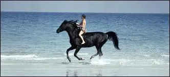 Quelle est la race du cheval dans le film  L'talon noir  ?