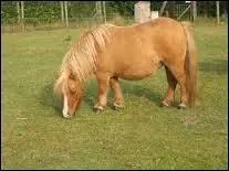 Le cheval vomit-il ?