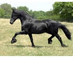 Quiz Galop 4