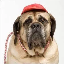 Comment s'appelle le chien ?