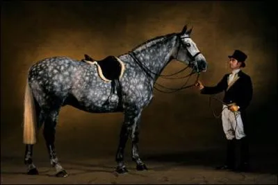 Quelle est la robe de ce cheval ?
