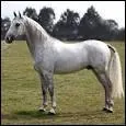 Quelle est la race de ce cheval ?