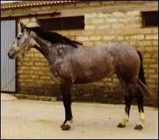 Quelle est la robe de ce cheval ?