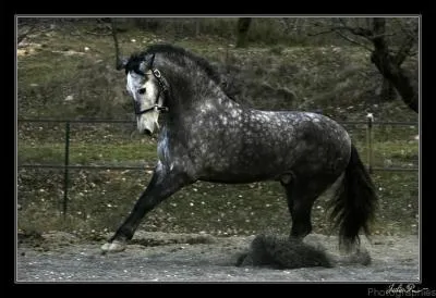 Quelle est la robe de ce cheval ?