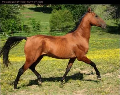 Quelle est la race de ce cheval ?