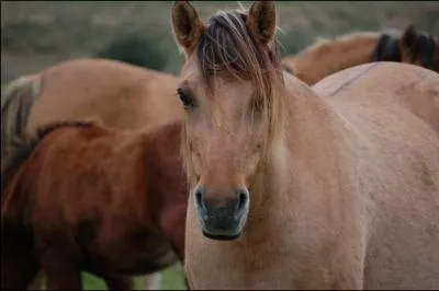 Quelle est la race de ce cheval ?