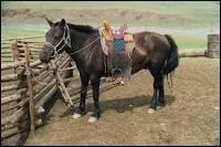 Quelle est la race de ce cheval ?