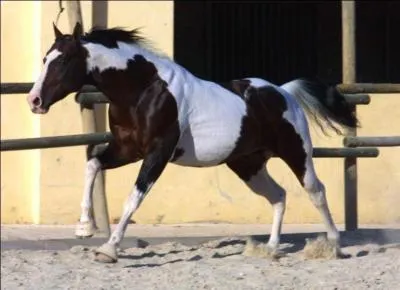 Comment s'appelle cette robe ?