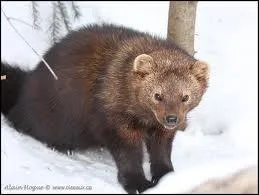 Combien le pkan a-t-il de petits par porte et combien de temps dure sa gestation ?