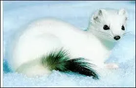 De quelle couleur est le pelage de l'hermine en t ?