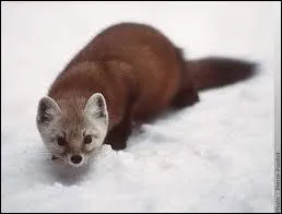 Cette espce-ci est la plus caractristique de la famille des petits mammifres carnivores : digitigrade  cinq doigts, oreilles arrondies, queue longue et touffue. Quel est son nom ?