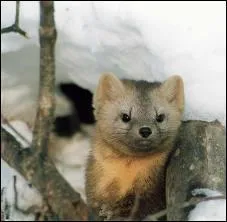 Ses principaux prdateurs sont le chat sauvage, le renard roux et le hibou. Si elle ne se fait pas avoir par l'un de ceux-ci, jusqu' quel ge peut-elle vivre ?