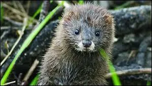 Comment reconnat-on un vison d'Amrique d'un vison d'Europe ?