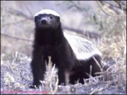 Quels sont les autres noms du ratel ?