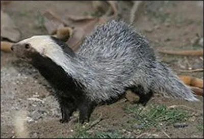 C'est un petit mammifre terrestre qui vit dans la pampa de la Patagonie de l'Argentine et du Chili. Il sort seulement au crpuscule et chasse surtout la nuit. Quel est son nom ?