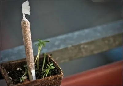 Dcortiquez la photo pour trouver le sketch de Pierre Palmade !