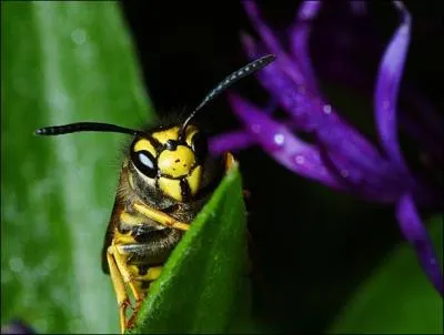 Chez les gupes, qui nous pique entre la femelle et le mle ?