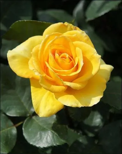 De quelle couleur est la troisime rose ?