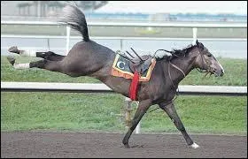 Un cavalier de mon groupe tombe, son cheval ne se laisse pas rattraper.