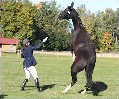 Mon cheval s'affole en main ...