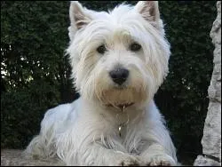 Quelle est cette race de chien ?