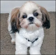 Quelle est cette race de chien ?