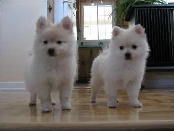 Quelle est cette race de chien ?