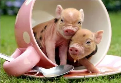 Le bb du cochon ?