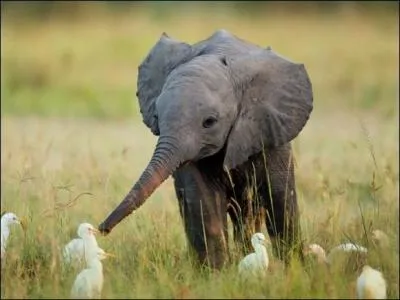 Le bb de l'lphant ?