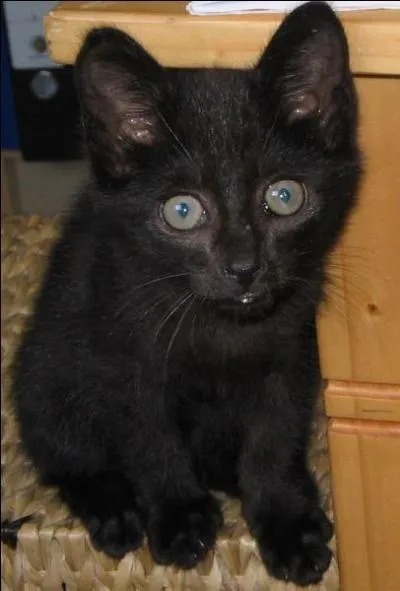 Le bb du chat ?