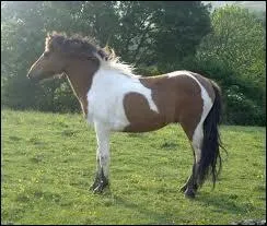 De quelle race est ce cheval ?