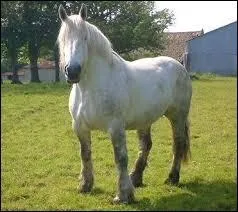 De quelle race est ce cheval ?